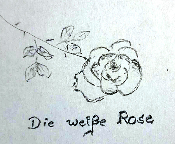Weiße rose widerstandsgruppe symbol bedeutung