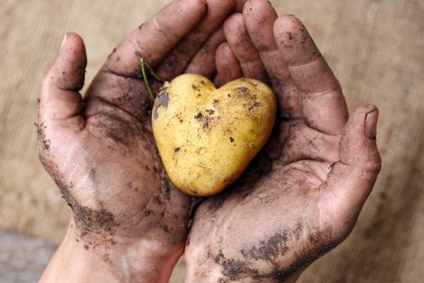 Kartoffelherz in Händen © ChristArt/AdobeStock