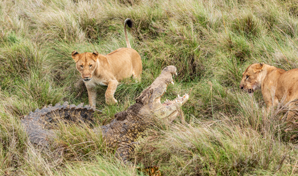 Löwinnen und Krokodil in Graslandschaft © benoit/AdobeStock