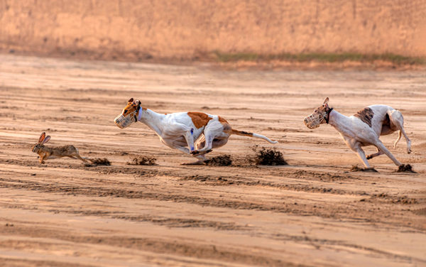 Windhundrennen mit Hase © Tariq/AdobeStock